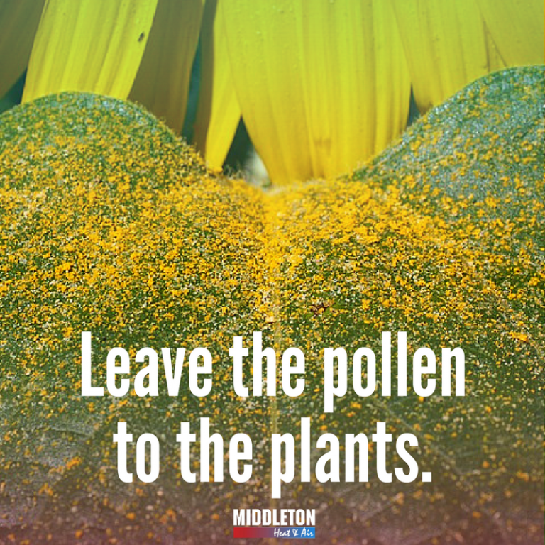 How to Get Pollen Out of Your House